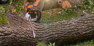Best Tree Disease Treatment  in Fivepointville, PA