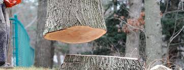 Best Hazardous Tree Removal  in Fivepointville, PA