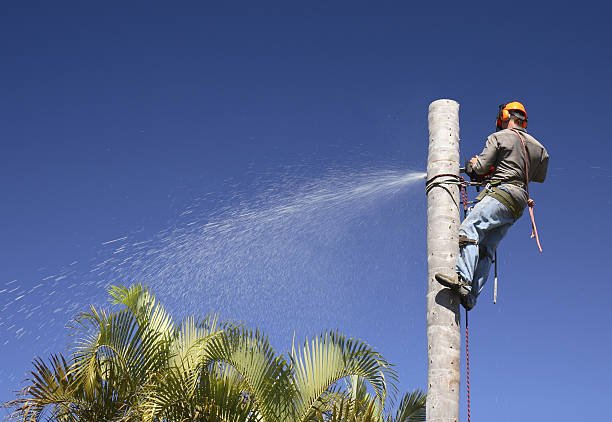 Best Aeration Services  in Fivepointville, PA