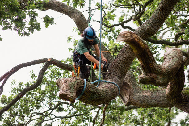 Best Tree Removal  in Fivepointville, PA