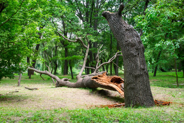 Best Lawn Disease Treatment  in Fivepointville, PA