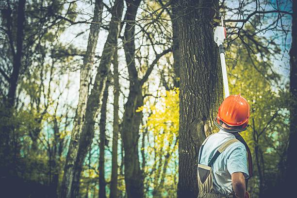 How Our Tree Care Process Works  in  Fivepointville, PA
