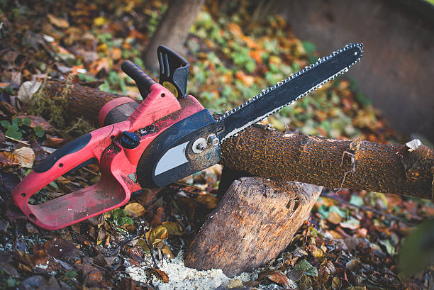 Best Root Management and Removal  in Fivepointville, PA