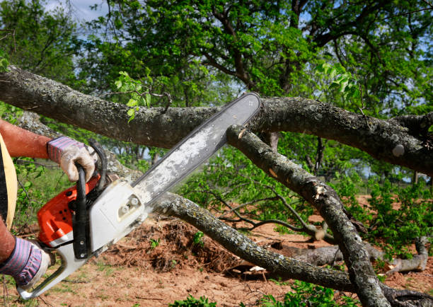 Fivepointville, PA Tree Care Company